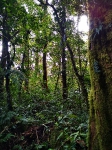 Monteverde_105