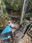Voluntariado en un refugio animal _2