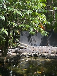 Voluntariado en un refugio animal _4